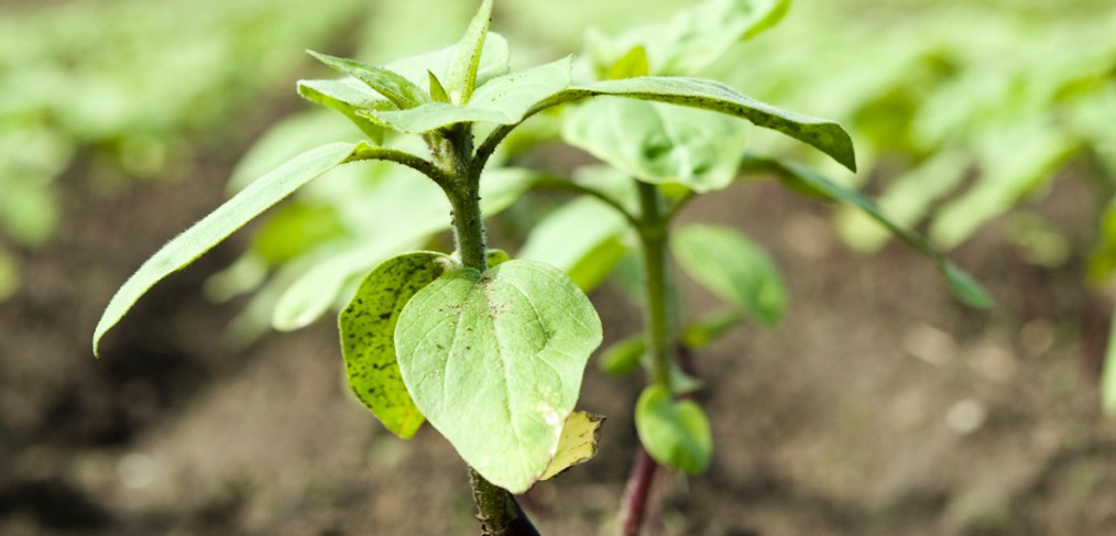 Ficelle technique pour l'agriculture et l'horticulture